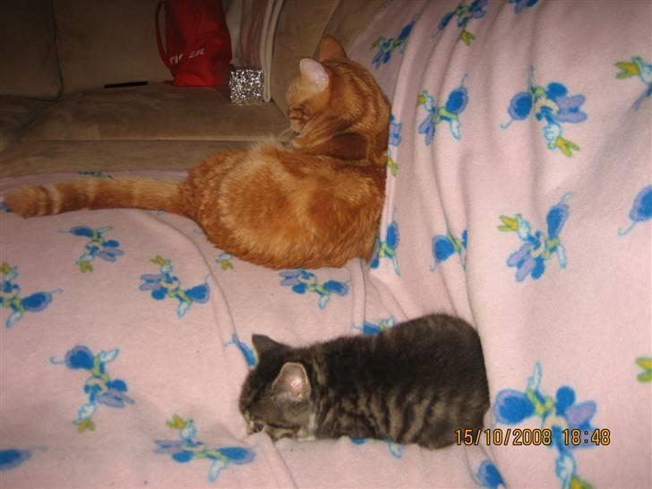 Huskat Gizmo billede 8