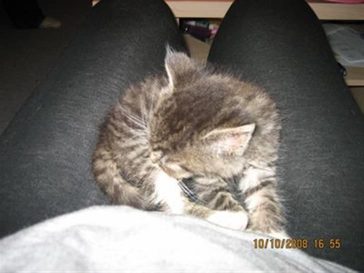 Huskat Gizmo billede 9