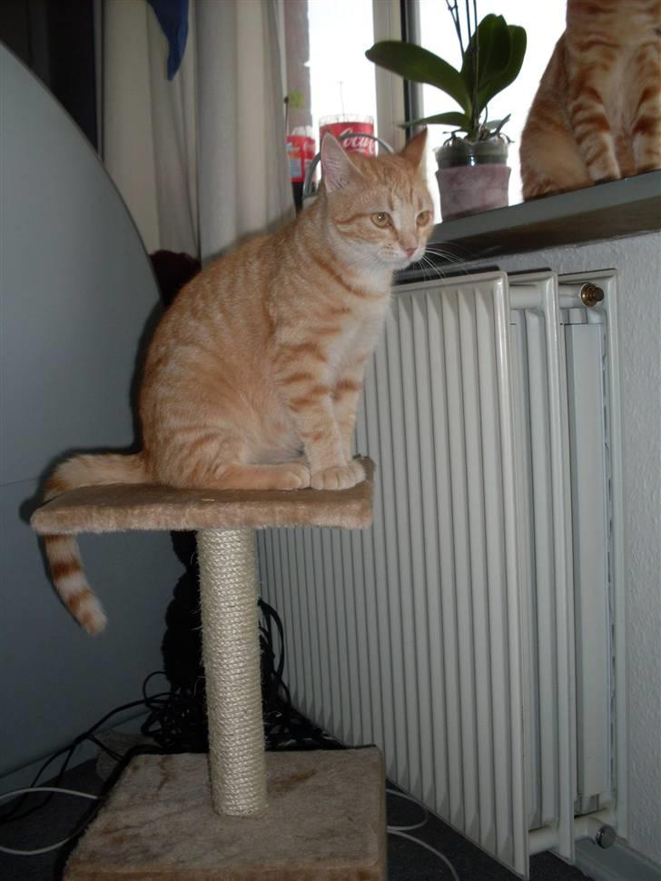 Blanding af racer Plage billede 6