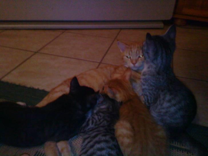 Blanding af racer Plage billede 7