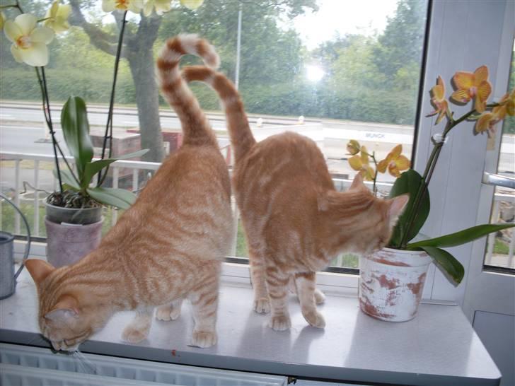 Blanding af racer Plage billede 8