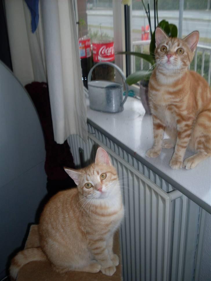 Blanding af racer Plage billede 10