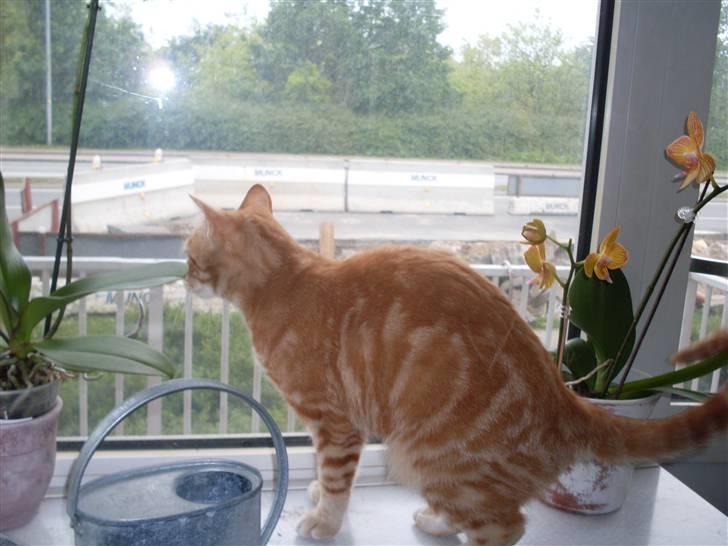 Blanding af racer Plage billede 11