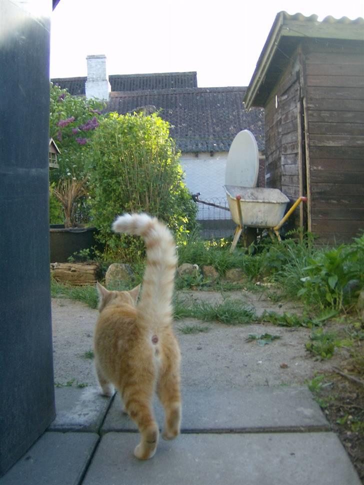 Blanding af racer Plage billede 12