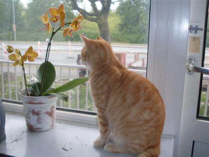 Blanding af racer Plage billede 13