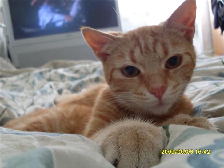 Blanding af racer Plage billede 14