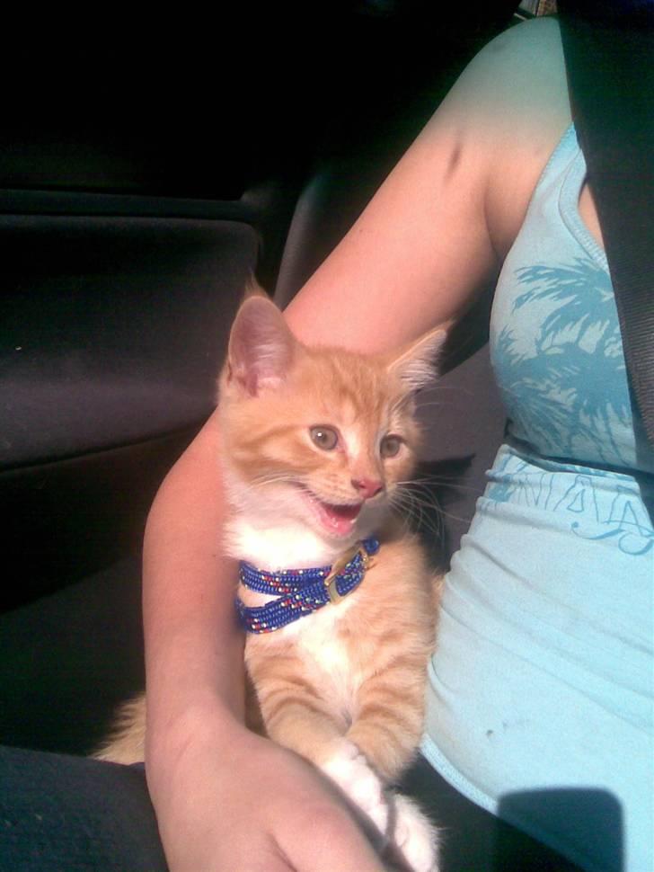 Maine Coon Chiller billede 1