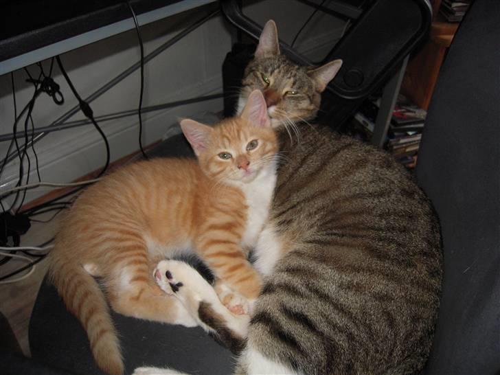 Maine Coon Chiller billede 2