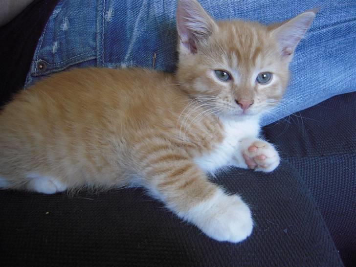 Maine Coon Chiller billede 3