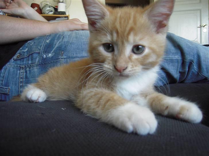 Maine Coon Chiller billede 4