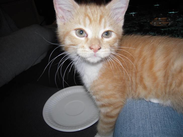 Maine Coon Chiller billede 5