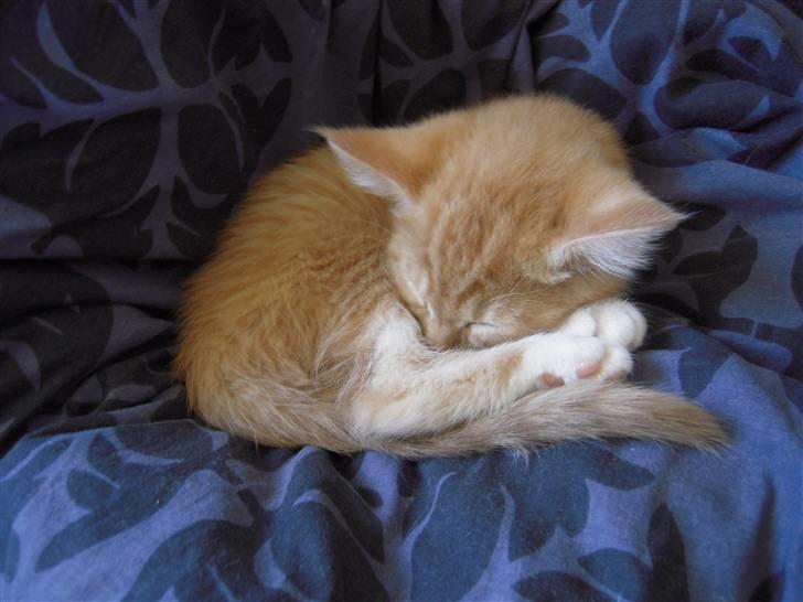 Maine Coon Chiller billede 6