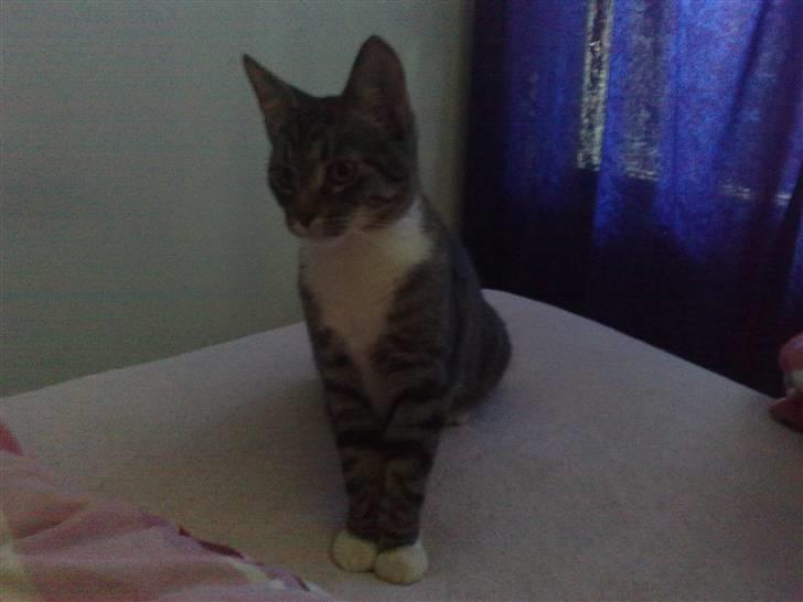 Huskat Gizmo billede 10