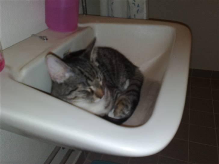 Huskat Gizmo billede 11