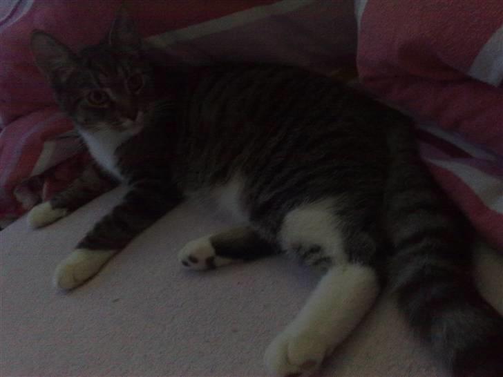 Huskat Gizmo billede 12