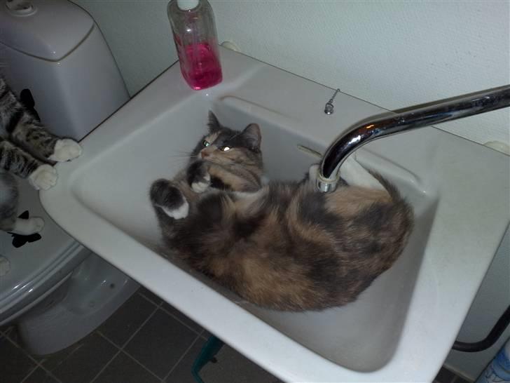 Huskat Lilo billede 10