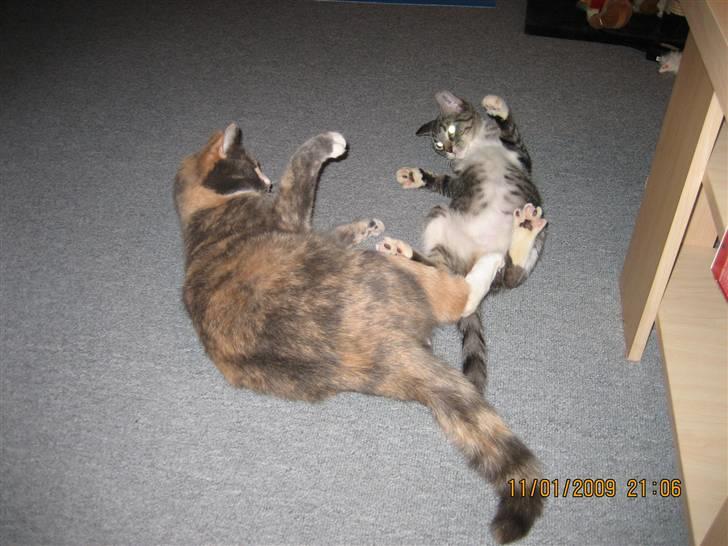 Huskat Lilo billede 11