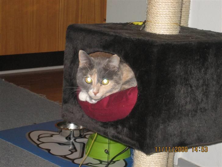 Huskat Lilo billede 12