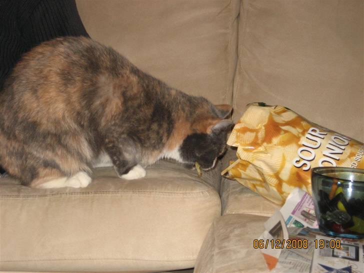 Huskat Lilo billede 13