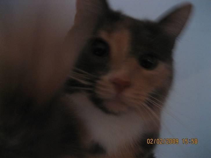 Huskat Lilo billede 14