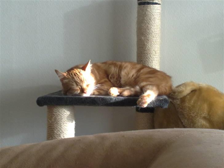 Huskat Simba billede 9