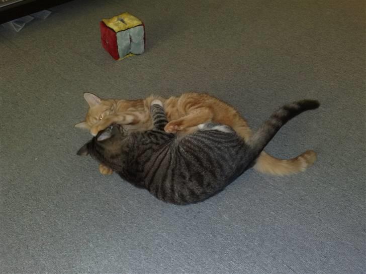 Huskat Simba billede 10