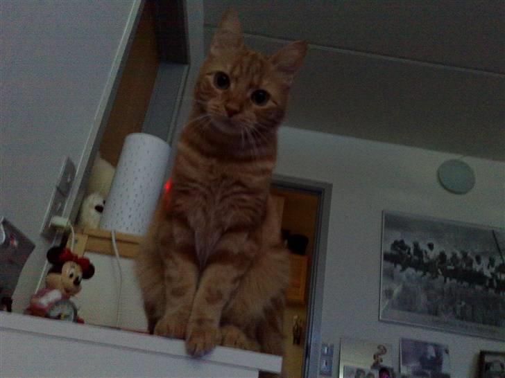 Huskat Simba billede 11