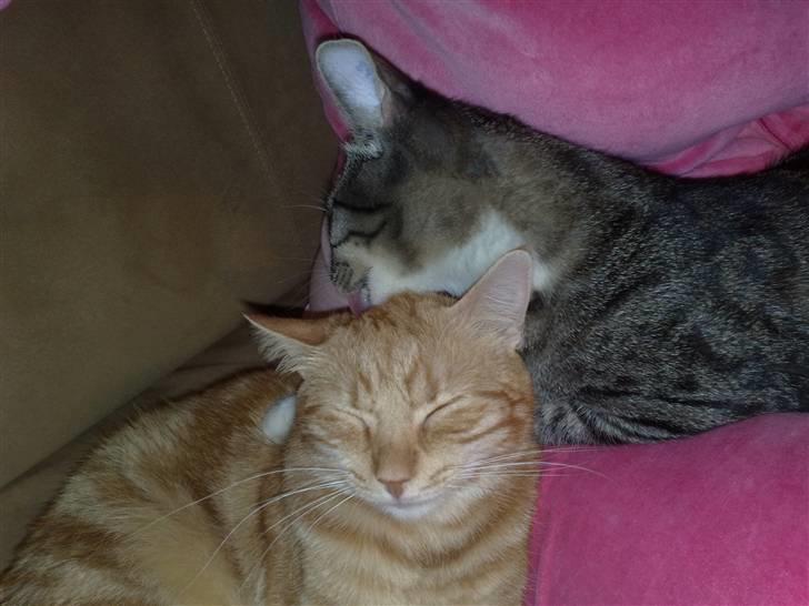 Huskat Simba billede 12