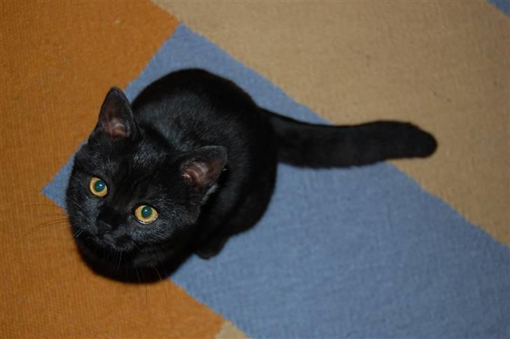 British Shorthair Senna billede 20