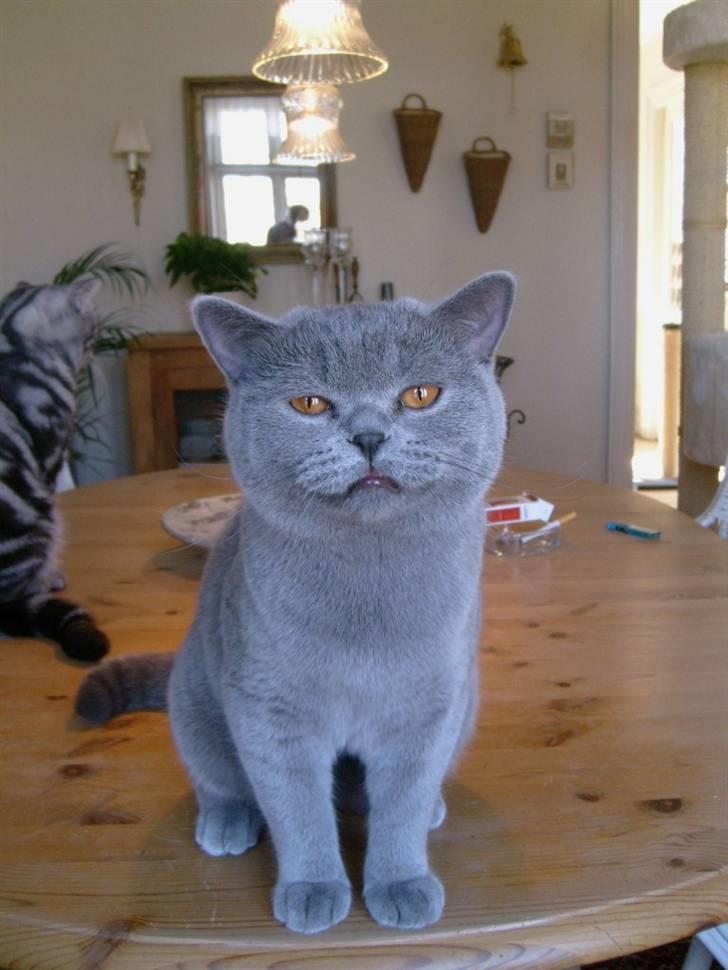 British Shorthair Wiki's Alfred billede 7