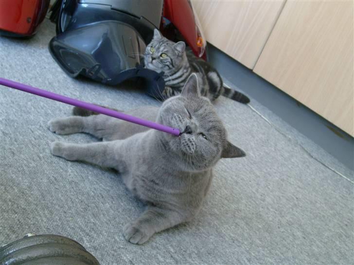 British Shorthair Wiki's Alfred billede 8