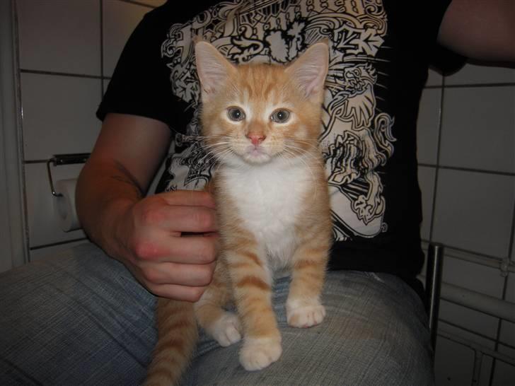 Maine Coon Chiller billede 7