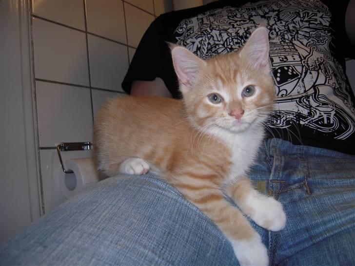 Maine Coon Chiller billede 8