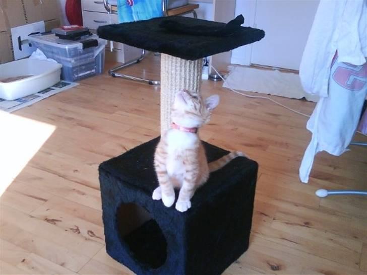 Huskat Fanta billede 1