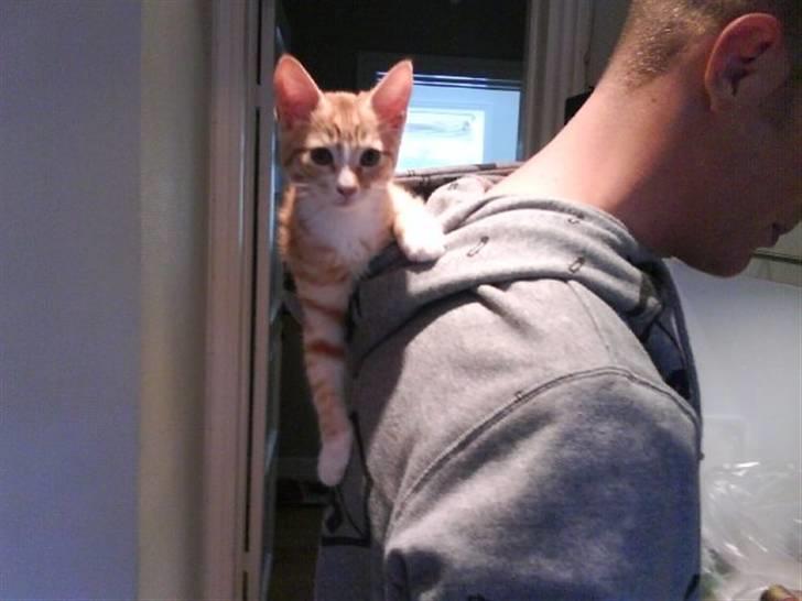 Huskat Fanta - fanta sys ikke det er noget bedre end at sidde i hætten og følge med hvad der sker billede 2