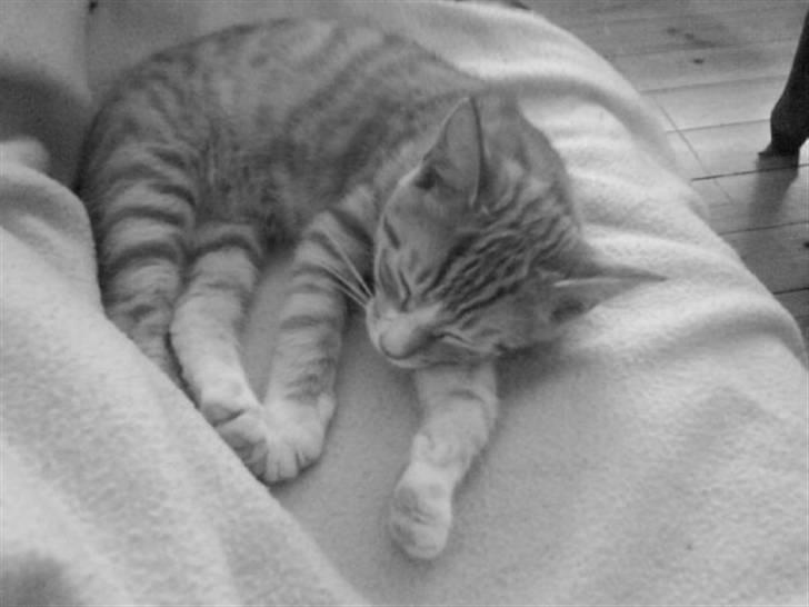 Huskat Fanta billede 3