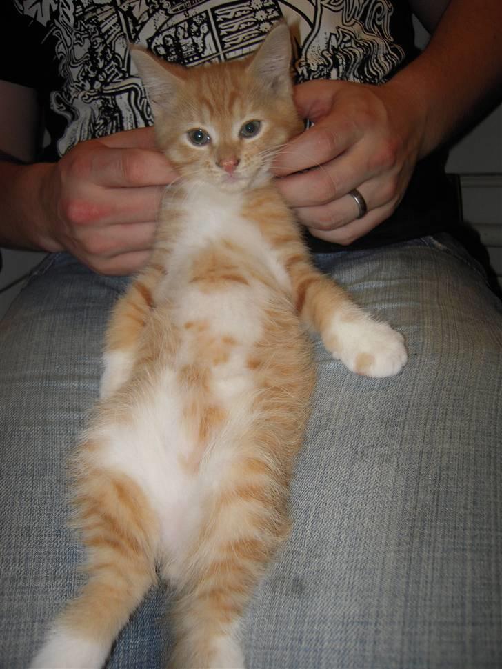 Maine Coon Chiller billede 9