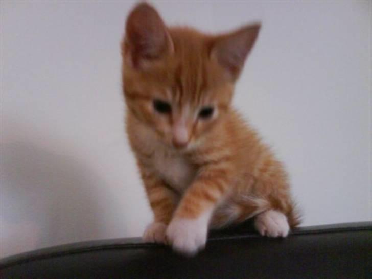 Huskat Fanta - fanta den 30/8 08 (deb dag jeg fik hende) billede 4