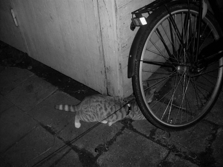 Huskat Fanta - første gang fanta var ude i sele billede 5