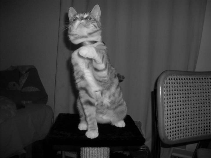 Huskat Fanta - fanta vinker til fotografen billede 6