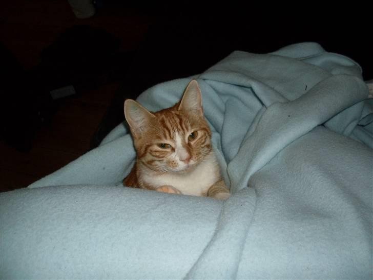 Huskat Fanta - fanta ligger og nyder morgen under sit tæppe billede 7