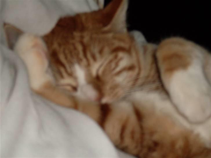 Huskat Fanta - en af de få øjeblik hvor hun sover inden vi går i seng billede 8