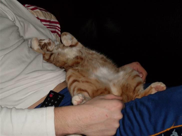 Huskat Fanta billede 9