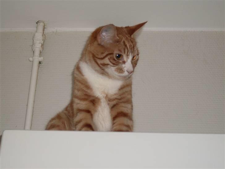 Huskat Fanta - henes yndlings sted i køkkenet billede 10