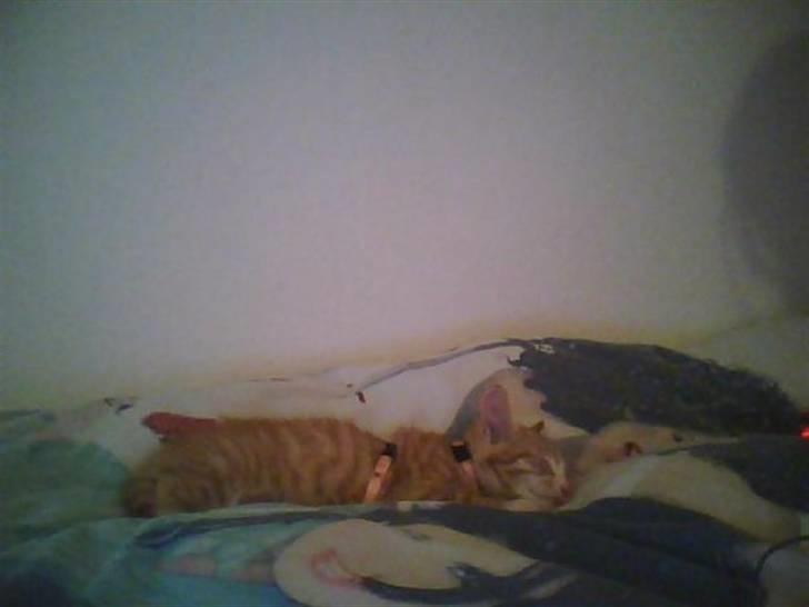 Huskat Fanta - efter en gå tur skal der soves billede 11