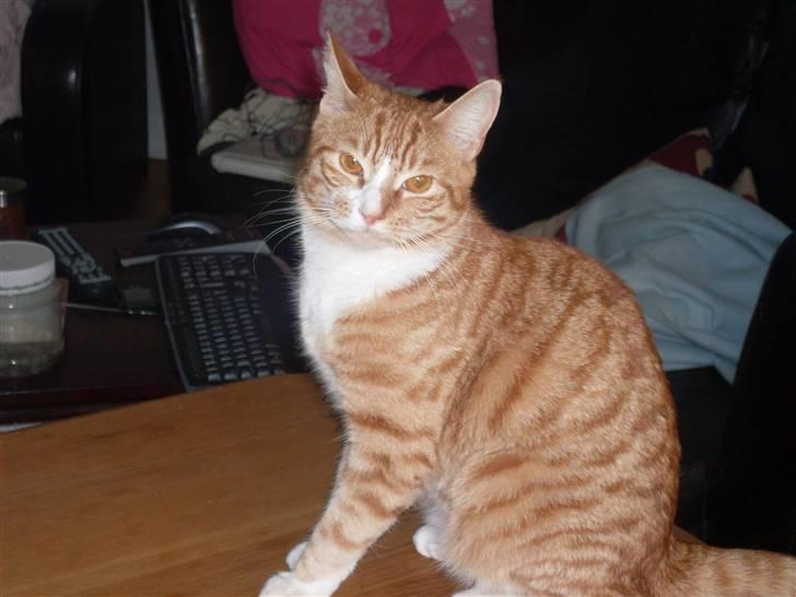 Huskat Fanta - lige stået op billede 12