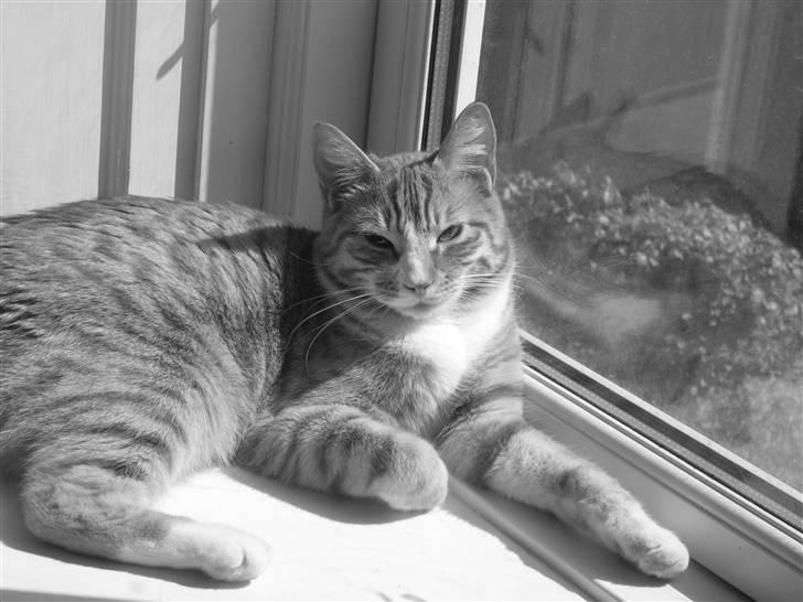 Huskat Fanta - maj 09. fanta ligger og nyder solen billede 13