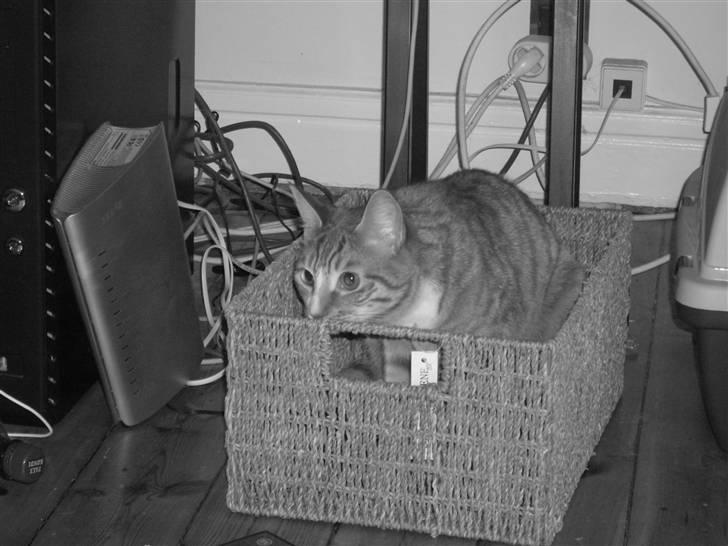 Huskat Fanta - leger med en ny kurv vi har købt billede 14