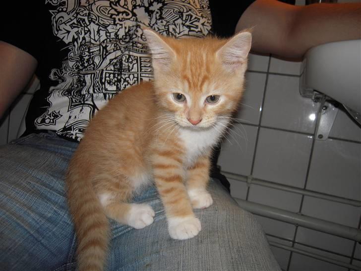 Maine Coon Chiller billede 10