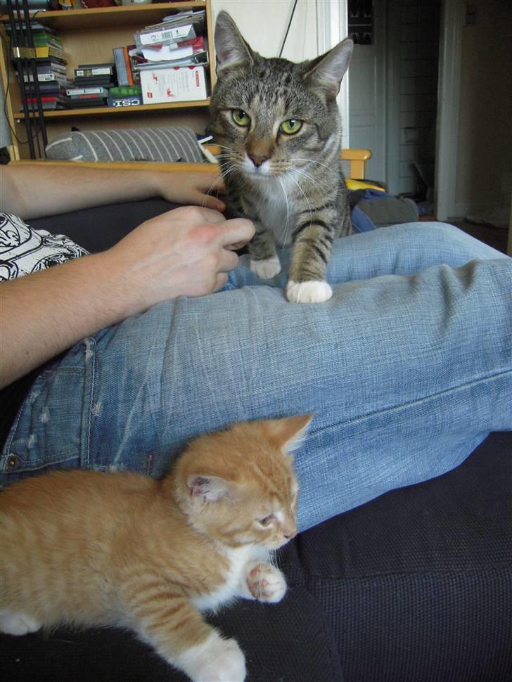 Maine Coon Chiller billede 11